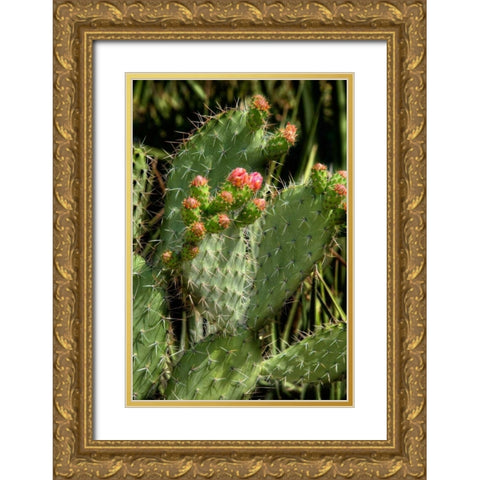 Cactus Flowers II Gold Ornate Wood Framed Art Print with Double Matting by Johnson, George