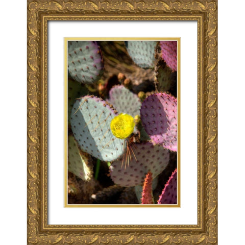 Cactus Flowers III Gold Ornate Wood Framed Art Print with Double Matting by Johnson, George
