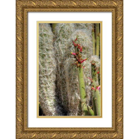 Cactus Flowers IV Gold Ornate Wood Framed Art Print with Double Matting by Johnson, George