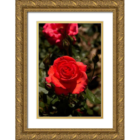 Red Rose Gold Ornate Wood Framed Art Print with Double Matting by Johnson, George