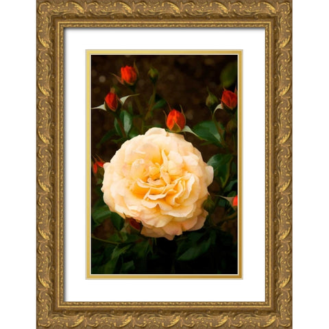 Yellow Rose Gold Ornate Wood Framed Art Print with Double Matting by Johnson, George
