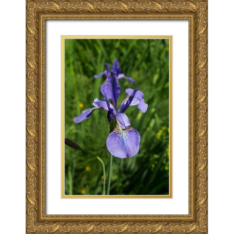 Blue Iris Gold Ornate Wood Framed Art Print with Double Matting by Johnson, George