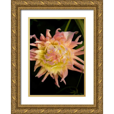 Pink and Yellow Dahlia Gold Ornate Wood Framed Art Print with Double Matting by Johnson, George