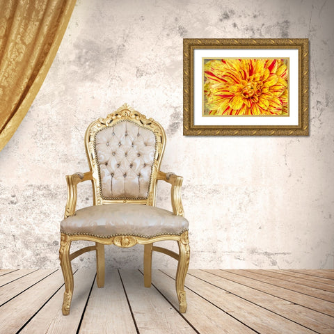 Red Striped Dahlia Gold Ornate Wood Framed Art Print with Double Matting by Johnson, George