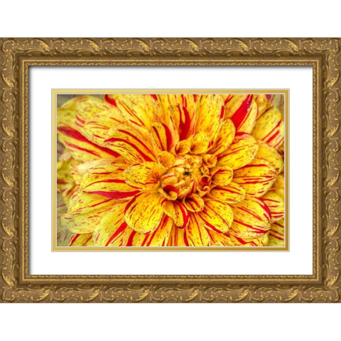 Red Striped Dahlia Gold Ornate Wood Framed Art Print with Double Matting by Johnson, George