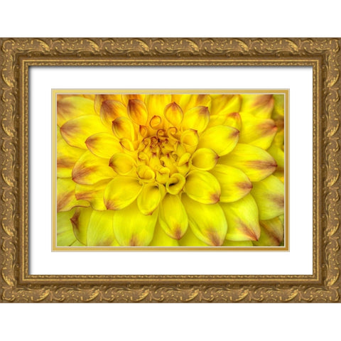 Red Tip Dahlias Gold Ornate Wood Framed Art Print with Double Matting by Johnson, George