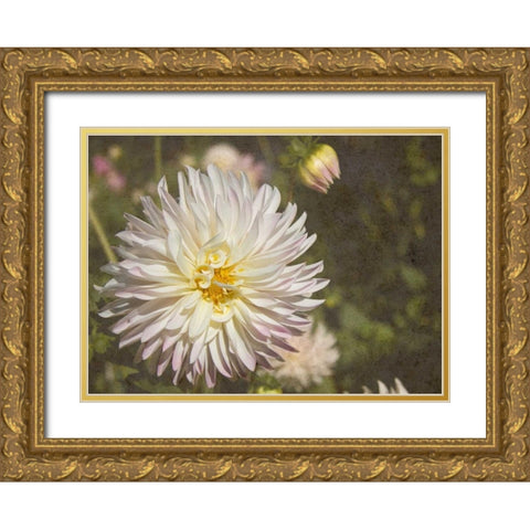 Curley Dahlia Gold Ornate Wood Framed Art Print with Double Matting by Johnson, George
