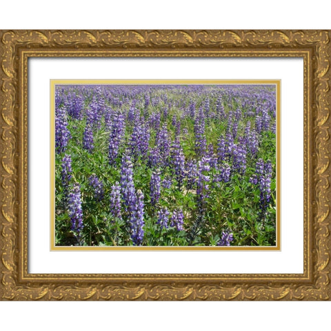 Field of Lupens Gold Ornate Wood Framed Art Print with Double Matting by Johnson, George