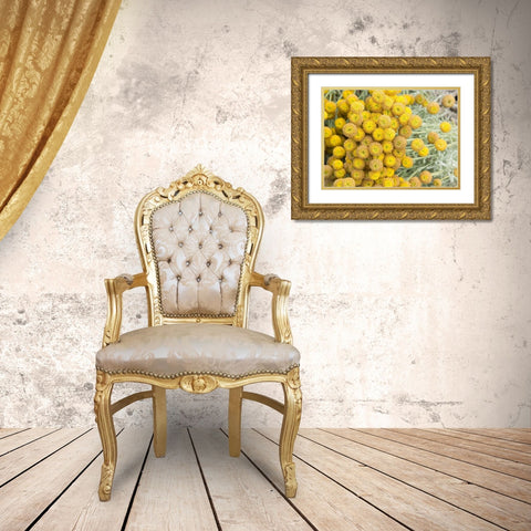 Yellow Puff Balls Gold Ornate Wood Framed Art Print with Double Matting by Johnson, George