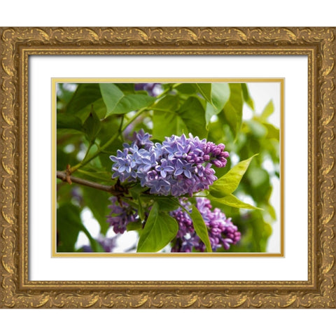 Karens Lilac Gold Ornate Wood Framed Art Print with Double Matting by Johnson, George