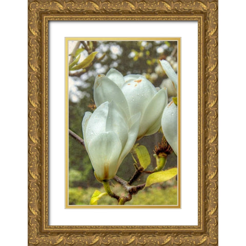 White Tulip Tree II Gold Ornate Wood Framed Art Print with Double Matting by Johnson, George