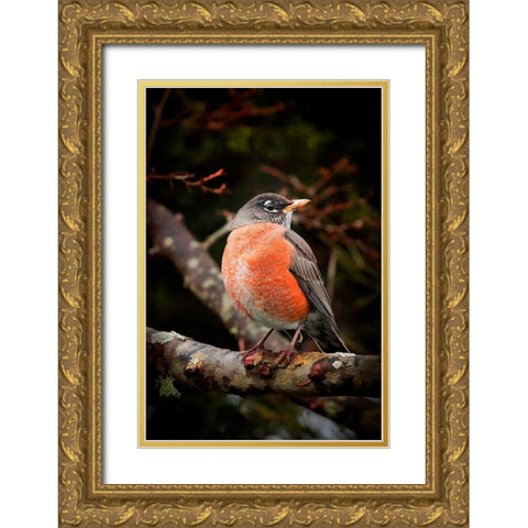 Watchful Robin Gold Ornate Wood Framed Art Print with Double Matting by Johnson, George