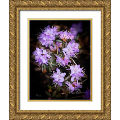 Small Purple Rhododendron Gold Ornate Wood Framed Art Print with Double Matting by Johnson, George