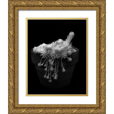 Potted Succulent Gold Ornate Wood Framed Art Print with Double Matting by Johnson, George