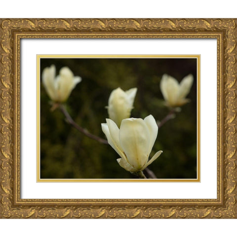 Tulip Tree Flowers Gold Ornate Wood Framed Art Print with Double Matting by Johnson, George