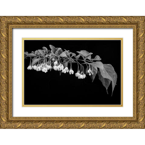 Japanese Snowbell Gold Ornate Wood Framed Art Print with Double Matting by Johnson, George