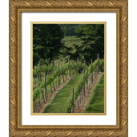 Vineyard II Gold Ornate Wood Framed Art Print with Double Matting by Larson, Scott