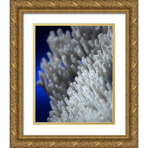 Sea Coral II Gold Ornate Wood Framed Art Print with Double Matting by Larson, Scott