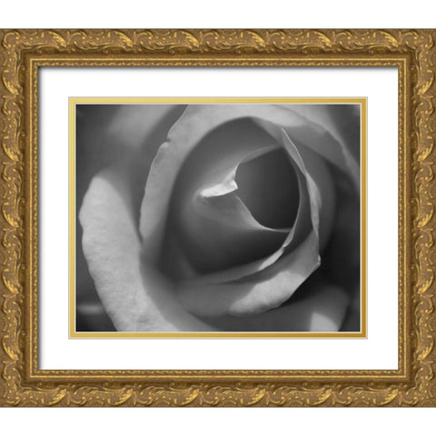 Single Rose II Gold Ornate Wood Framed Art Print with Double Matting by Larson, Scott