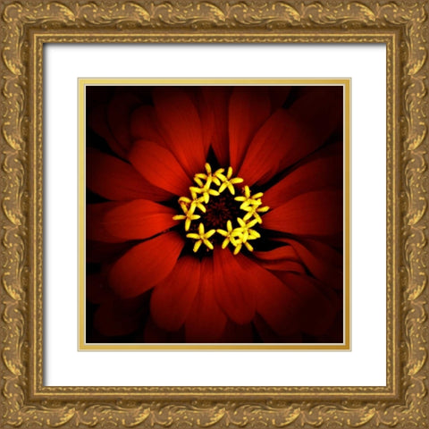 Red Zinnia Gold Ornate Wood Framed Art Print with Double Matting by Leahy, Ike