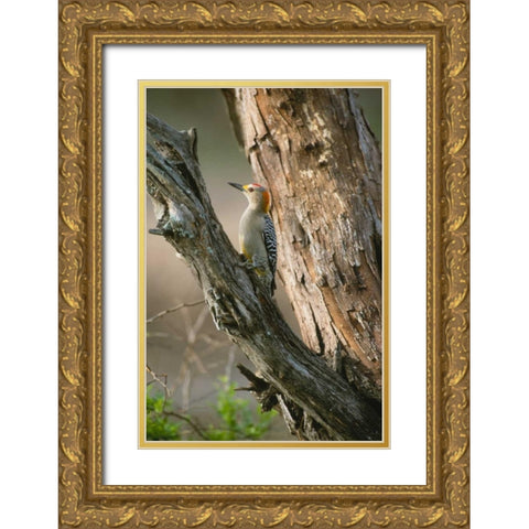 Ladder Back Woodpecker Gold Ornate Wood Framed Art Print with Double Matting by Leahy, Ike