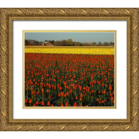 Tulips in Mt. Vernon Gold Ornate Wood Framed Art Print with Double Matting by Leahy, Ike