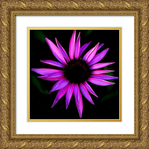 Pink Cone Flower Gold Ornate Wood Framed Art Print with Double Matting by Leahy, Ike