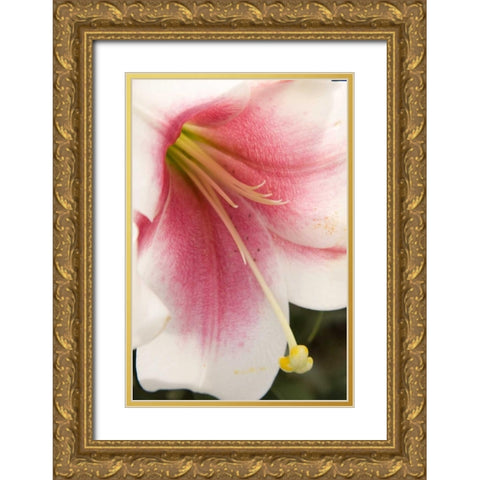 Soft Pink Lily II Gold Ornate Wood Framed Art Print with Double Matting by Love, Maureen