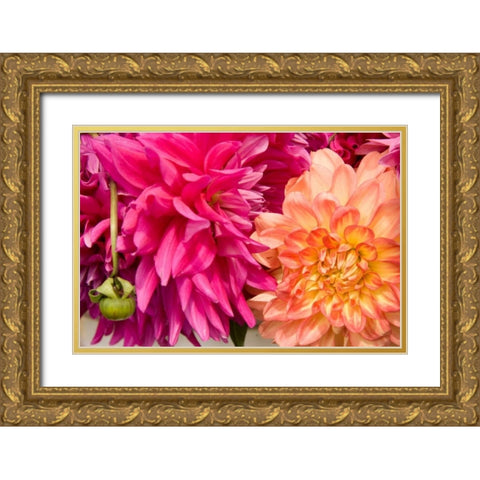 Fuschia Dalhia III Gold Ornate Wood Framed Art Print with Double Matting by Love, Maureen