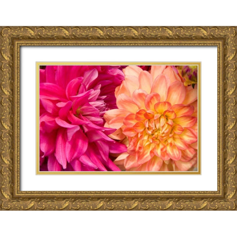 Fuschia Dalhia IV Gold Ornate Wood Framed Art Print with Double Matting by Love, Maureen