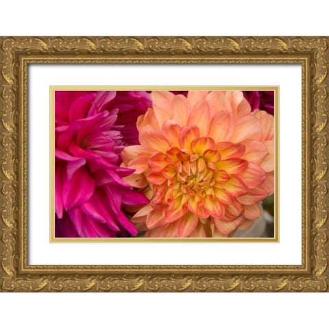 Fuschia Dalhia V Gold Ornate Wood Framed Art Print with Double Matting by Love, Maureen
