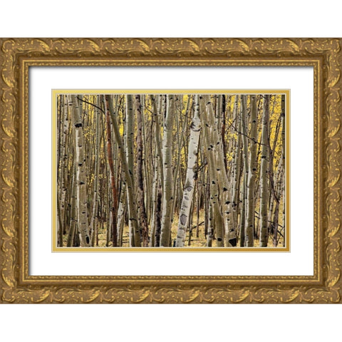 Aspen Grove I Gold Ornate Wood Framed Art Print with Double Matting by Malvin, Larry