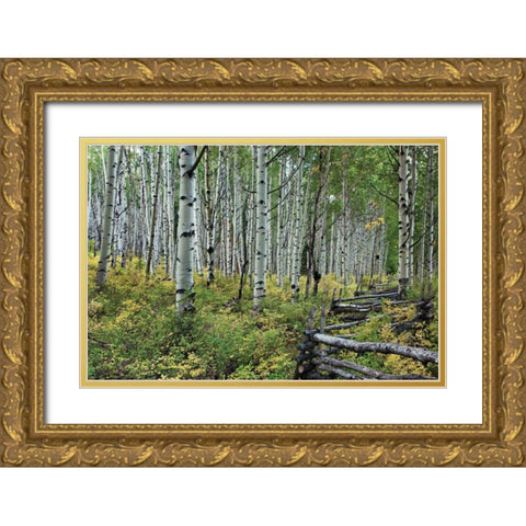 Aspen Grove II Gold Ornate Wood Framed Art Print with Double Matting by Malvin, Larry