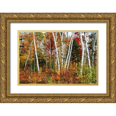 Vermont Birches Gold Ornate Wood Framed Art Print with Double Matting by Malvin, Larry