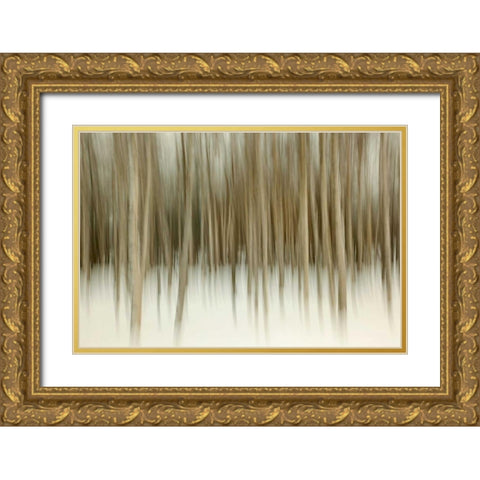 Birch Blur II Gold Ornate Wood Framed Art Print with Double Matting by Malvin, Larry