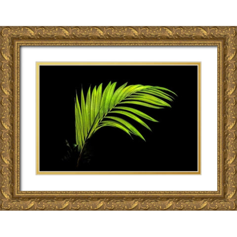 Fern on Black Gold Ornate Wood Framed Art Print with Double Matting by Malvin, Larry