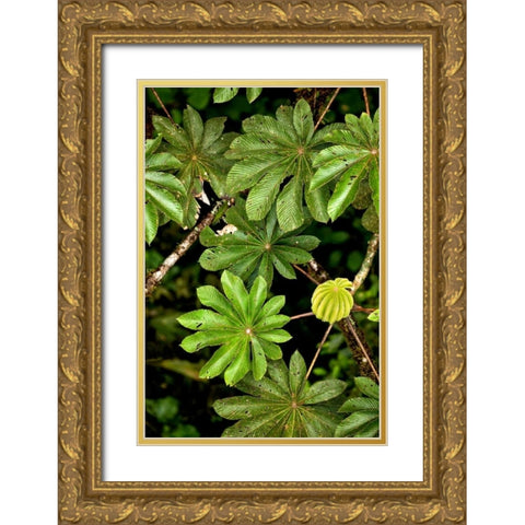 Cloud Forest Foliage I Gold Ornate Wood Framed Art Print with Double Matting by Malvin, Larry