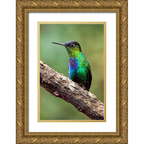 Hummingbird I Gold Ornate Wood Framed Art Print with Double Matting by Malvin, Larry