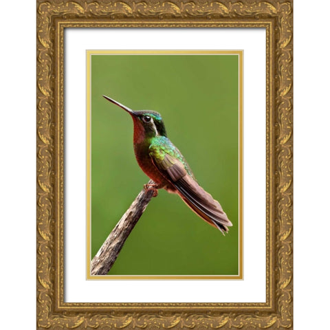 Hummingbird II Gold Ornate Wood Framed Art Print with Double Matting by Malvin, Larry