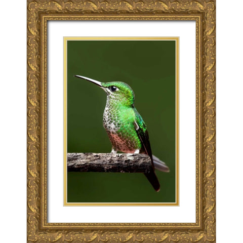 Hummingbird III Gold Ornate Wood Framed Art Print with Double Matting by Malvin, Larry