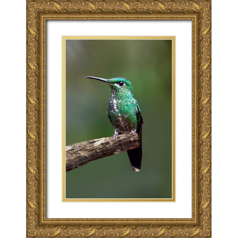 Hummingbird IV Gold Ornate Wood Framed Art Print with Double Matting by Malvin, Larry