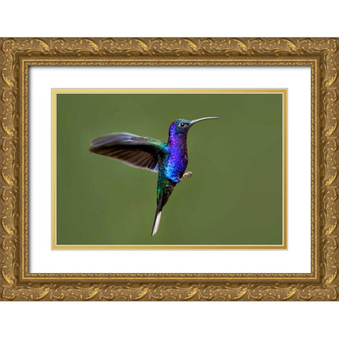 Hummingbird VII Gold Ornate Wood Framed Art Print with Double Matting by Malvin, Larry