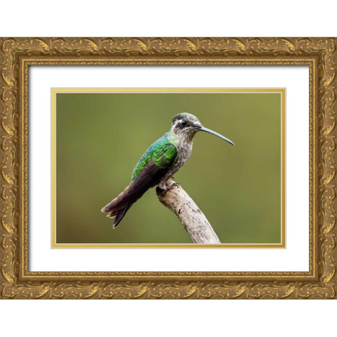 Hummingbird VIII Gold Ornate Wood Framed Art Print with Double Matting by Malvin, Larry