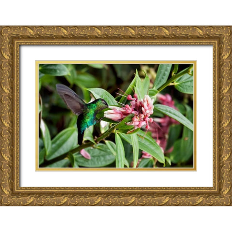 In Flight I Gold Ornate Wood Framed Art Print with Double Matting by Malvin, Larry