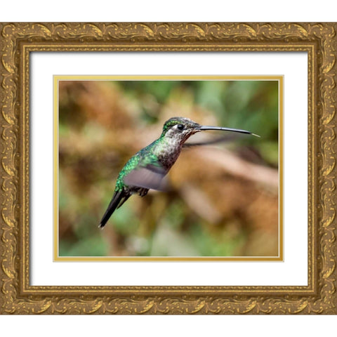 In Flight II Gold Ornate Wood Framed Art Print with Double Matting by Malvin, Larry