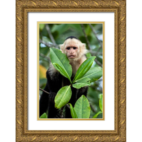 Capuchin Monkey I Gold Ornate Wood Framed Art Print with Double Matting by Malvin, Larry