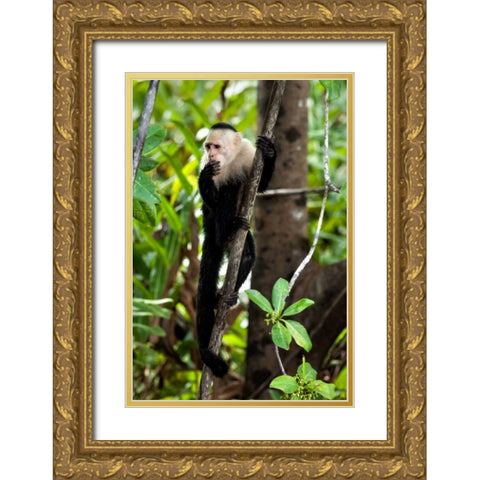 Capuchin Monkey II Gold Ornate Wood Framed Art Print with Double Matting by Malvin, Larry