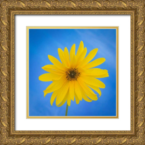 Sunflower on Blue II Gold Ornate Wood Framed Art Print with Double Matting by Mahan, Kathy
