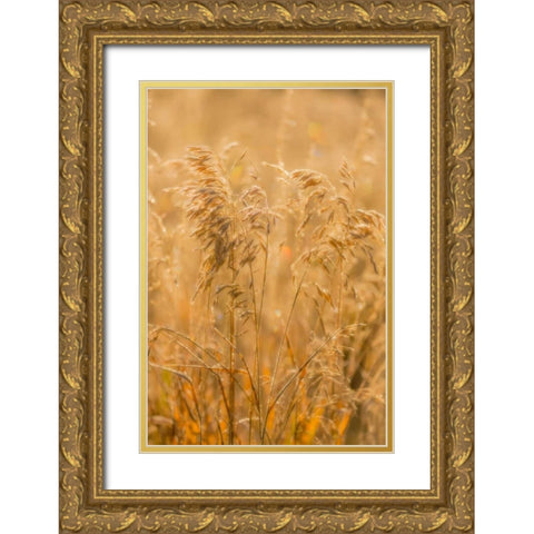 Autumn Grasses I Gold Ornate Wood Framed Art Print with Double Matting by Mahan, Kathy