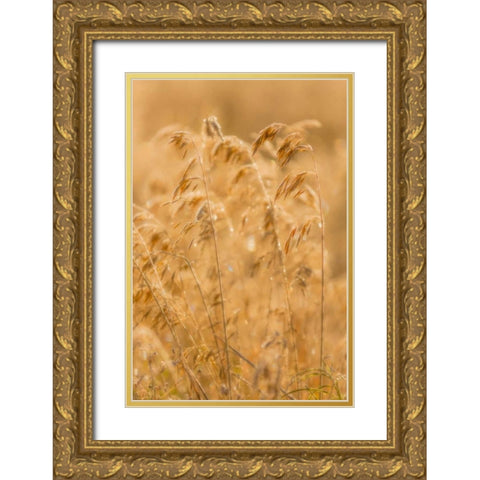 Autumn Grasses II Gold Ornate Wood Framed Art Print with Double Matting by Mahan, Kathy